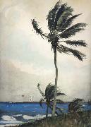 Winslow Homer Palm Tree,Nassau (mk44) USA oil painting artist